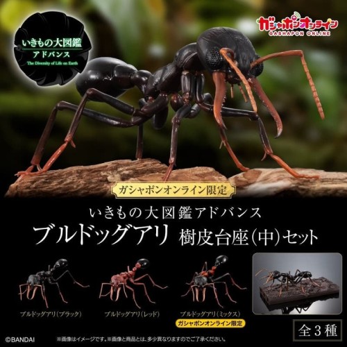 萬代 生物大圖鑑 鬥牛犬蟻 螞蟻 附樹皮底座(中)