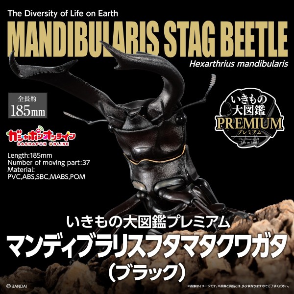 萬代 盒玩 生物大圖鑑PREMIUM 巨顎叉角鍬形蟲 黑